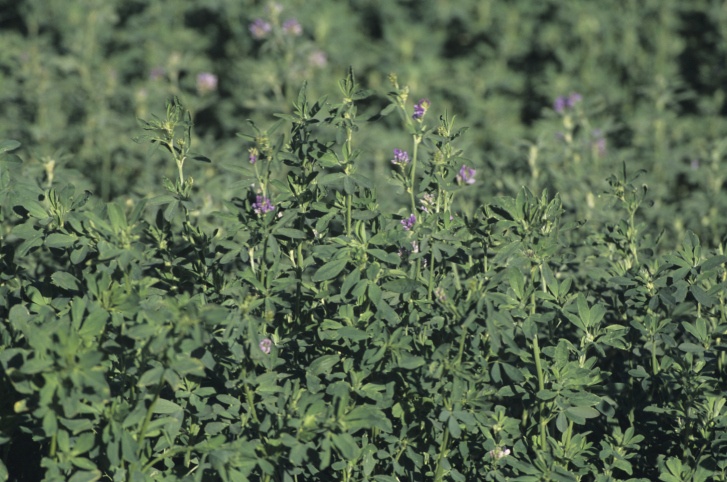 Alfalfa Photo