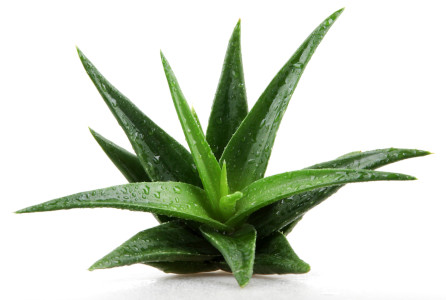 Aloe Photo