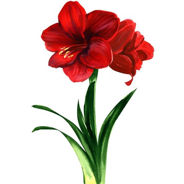 Amaryllis Photo