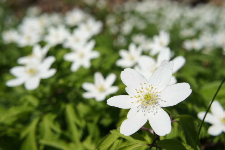 Anemone Photo