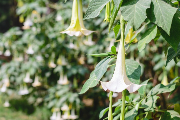 Angel's Trumpet Photo