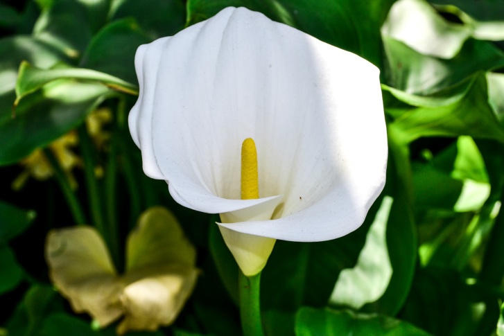 Arum Lily Photo