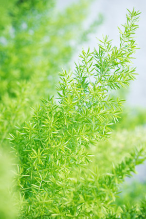 Asparagus Fern Photo