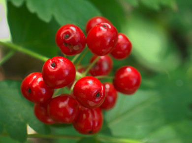 Baneberry Photo