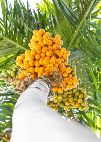Betel-nut Palm Photo