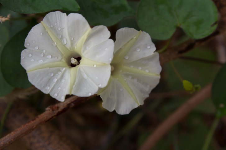 Bindweed Photo