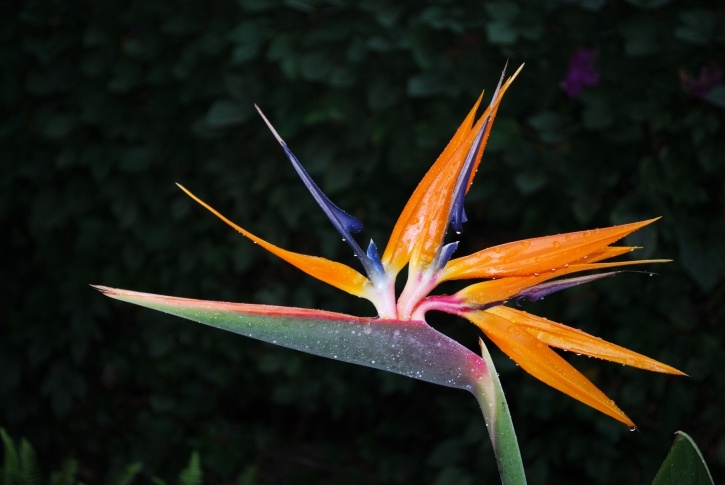 Bird of Paradise Photo