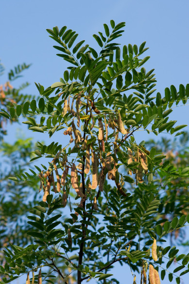 Black Locust Photo