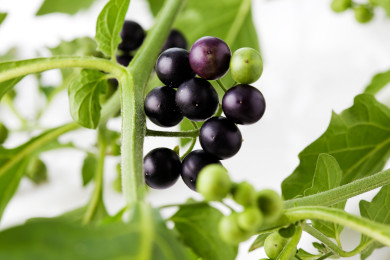 Black Nightshade Photo