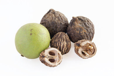 are black walnuts dangerous for dogs