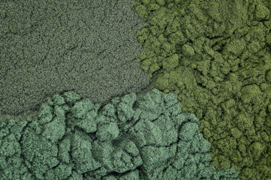 Blue-green algae Photo