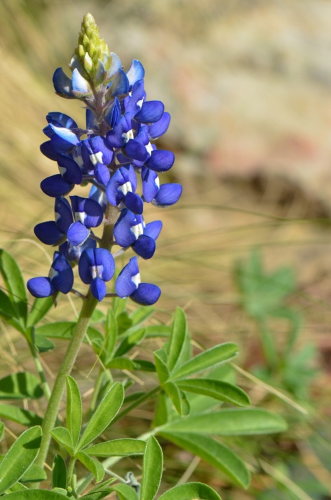 Bluebonnet Photo