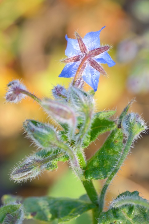 Borage Photo