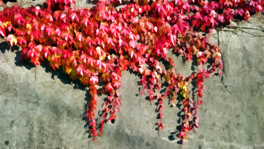 Boston Ivy Photo