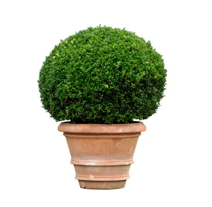 Boxwood Photo