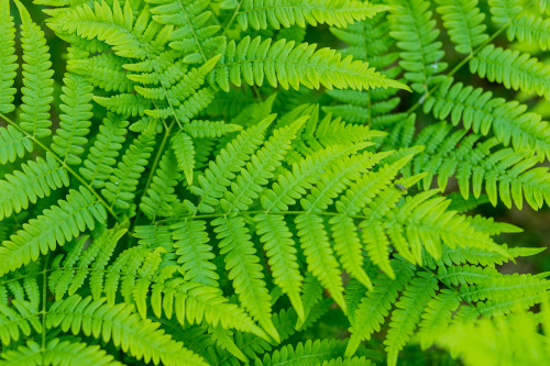 Bracken fern Photo