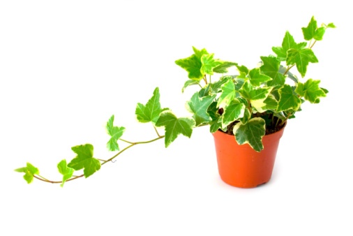 Branching Ivy Photo