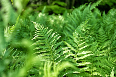 Broken Fern Photo