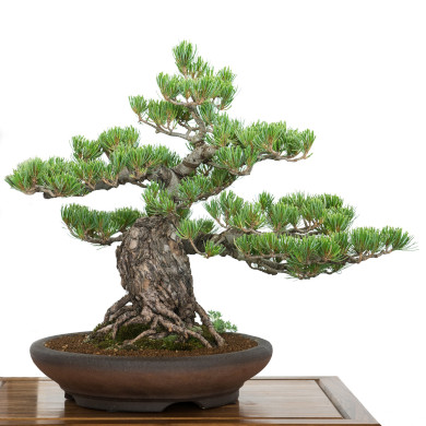 Buddhist Pine Photo