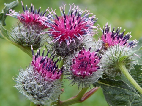 Burdock Photo