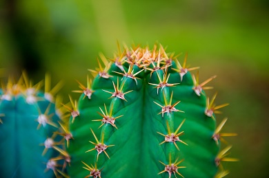 Cactus Thorn Photo