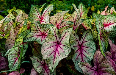 Caladium Photo