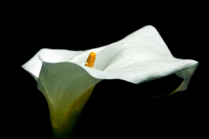 Calla Lily Photo