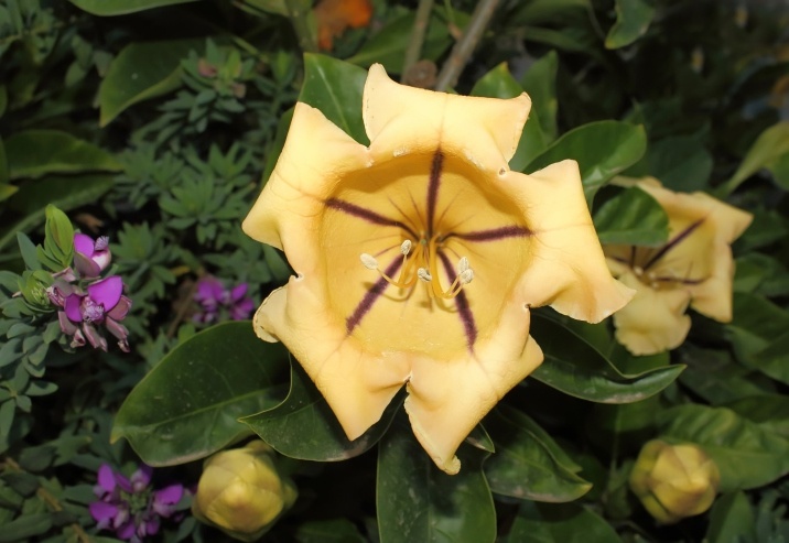 Chalice vine Photo