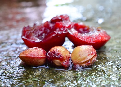 Cherry Pits and Tree Photo