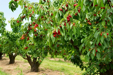 Cherry tree Photo