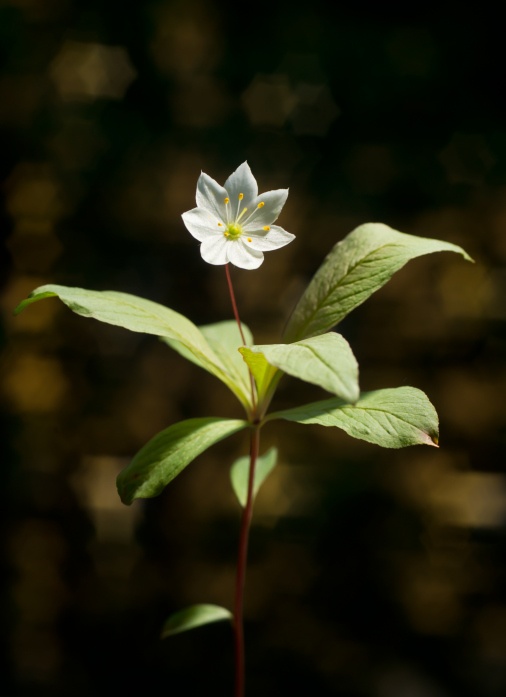 Chickweed Photo