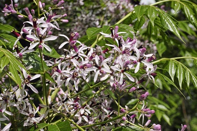 Chinaberry tree Photo