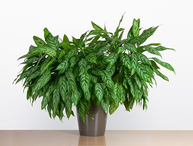 Chinese Evergreen Photo