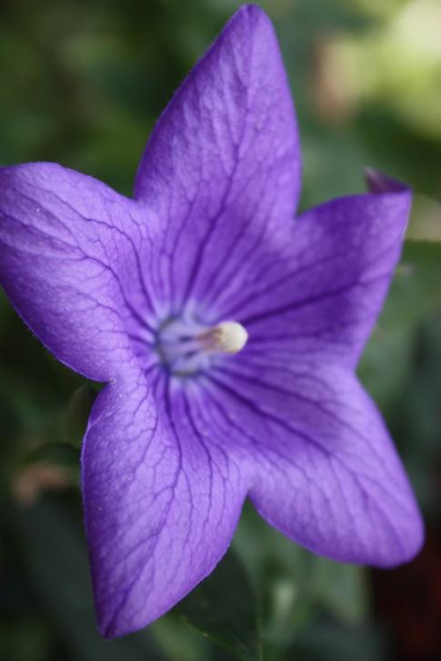 Chinese Bellflower Photo