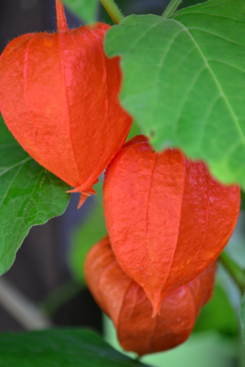 Chinese Lantern Photo