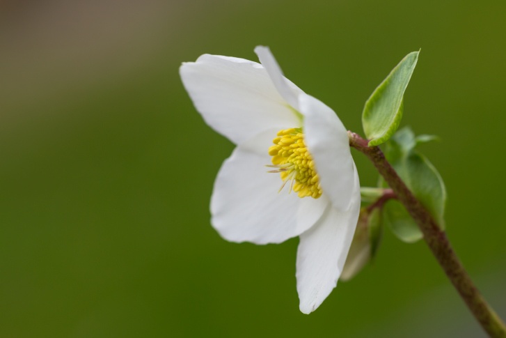 Christmas Rose Photo