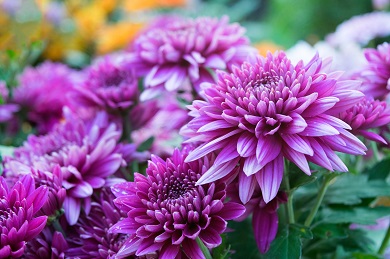 Chrysanthemum Photo