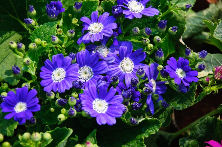 Cineraria Photo