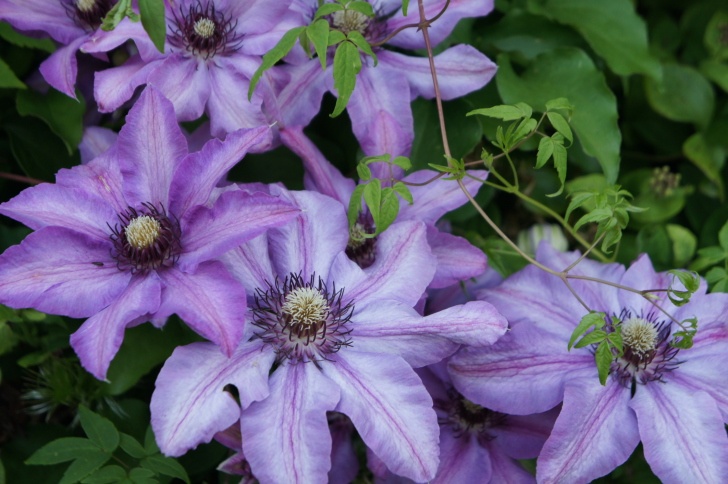 Clematis Photo