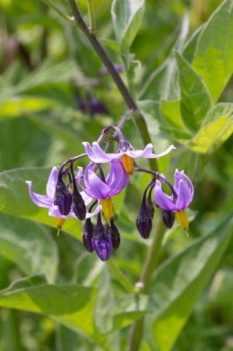 Climbing Nightshade Photo