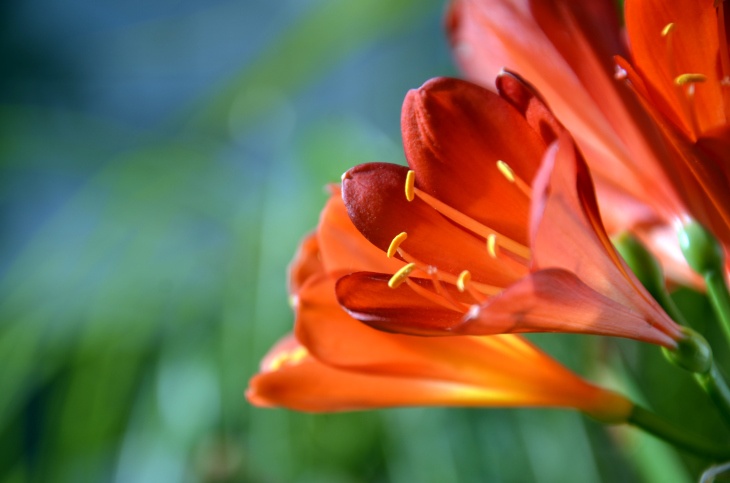 Clivia Photo