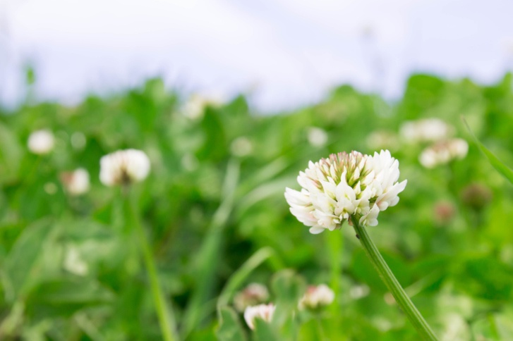 Clover Photo