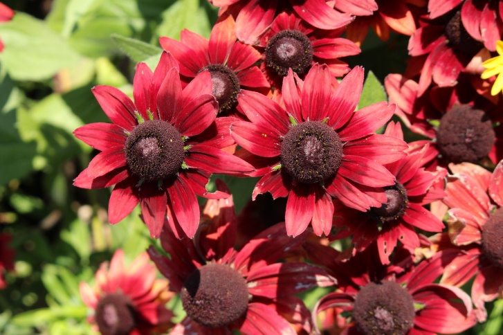 Cone Flower Photo