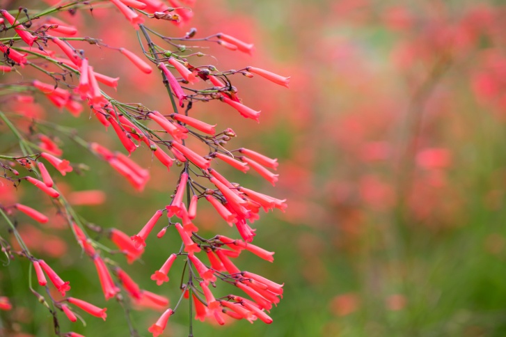 Coral plant Photo