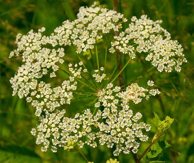 Cowbane Photo