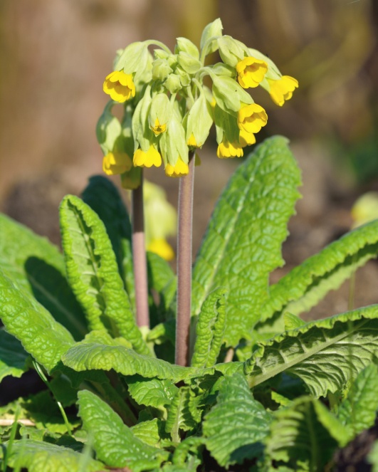 Cowslip Photo