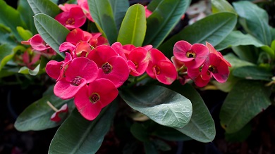 Crown of Thorns Photo