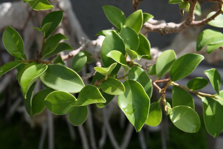 Cuban Laurel Photo