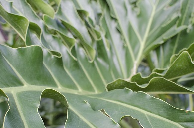 Cutleaf Philodendron Photo