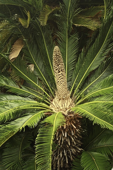 Cycads Photo